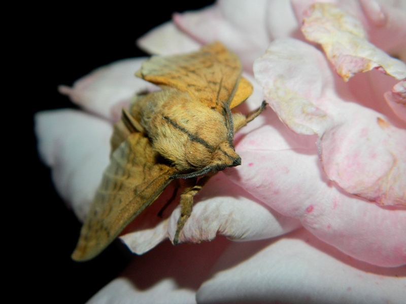 Gastropacha (Stenophylloides) populifolia